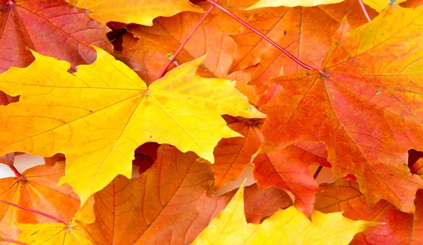 Texture arrière-plan, motif. Feuilles d'érable colorées d'automne. Érable — Photo