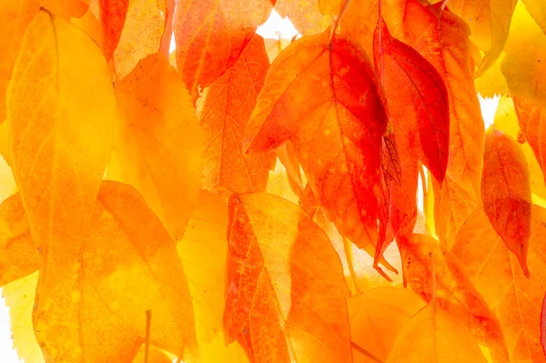 red and yellow maple leaves on a white background. When the leav