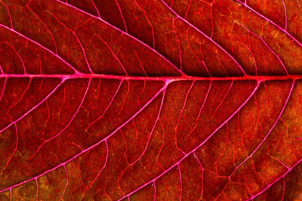 A beautiful plant with red leaves. From above against the light — Stock Photo, Image