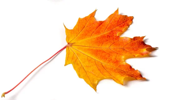 Pintura de otoño, Hojas de arce de otoño, Hoja solitaria sobre bac blanco — Foto de Stock