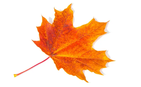 テクスチャの背景、パターン。秋のカラフルなカエデの葉。メープル — ストック写真