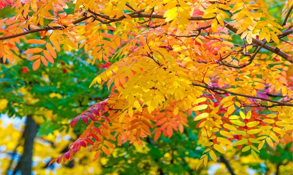 Otoño paisaje fotografía, ceniza de montaña en plena belleza, illum — Foto de Stock