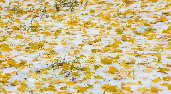 Der erste Schnee, Spätherbst, Herbstblätter auf dem Schnee. Schneefall — Stockfoto