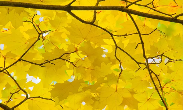秋天的摄影景观，枫树或灌木与叶 — 图库照片