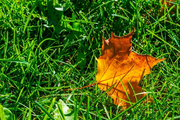 Autumn photography, red-yellow leaves on the lawn. This beauty-f — Stock Photo, Image