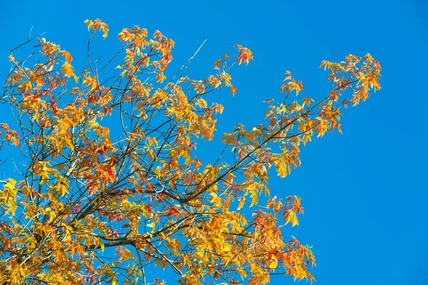 Paisagem de outono, Folhas de outono com o fundo do céu azul, Ye — Fotografia de Stock