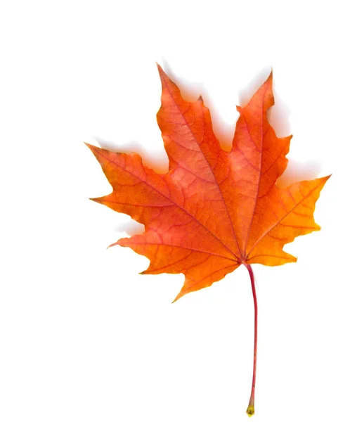 Fundo da textura, padrão. Outono folhas de bordo coloridas. Bordo — Fotografia de Stock