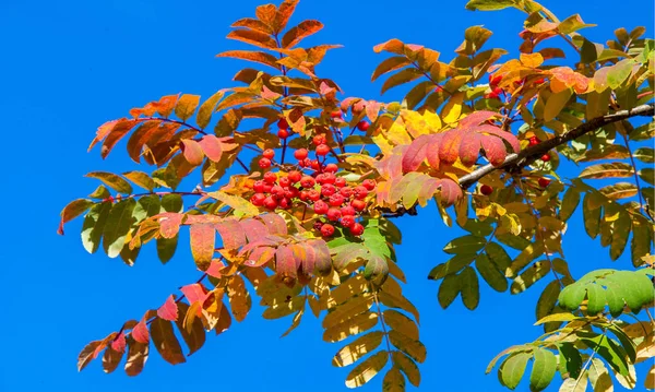 Autumn landscape photography, mountain ash in full beauty, illum