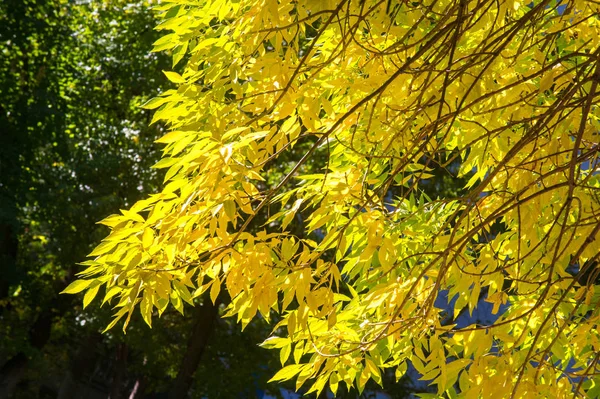 Autumn landscape, Autumn leaves with the blue sky background, Ye