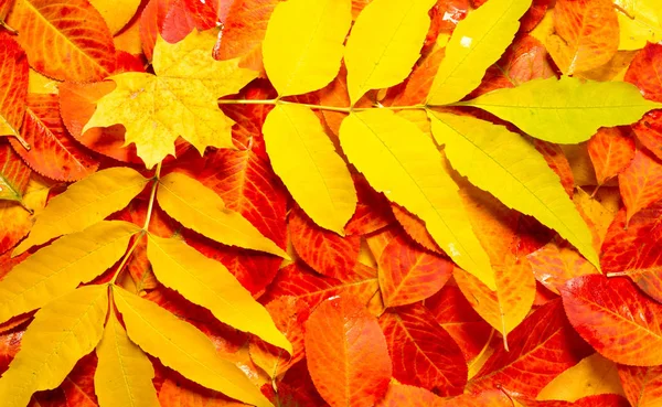 Texture, background, pattern, autumn leaves, bright saturated co — Stock Photo, Image