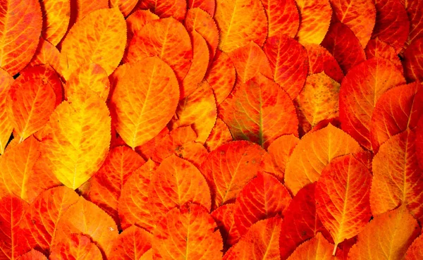 Texture, fond, motif, feuilles d'automne, brillant saturé co — Photo