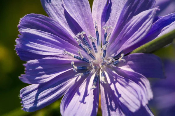 Blaue Kornblume ihre Popularität in den Vereinigten Staaten, Kanada, Bri — Stockfoto