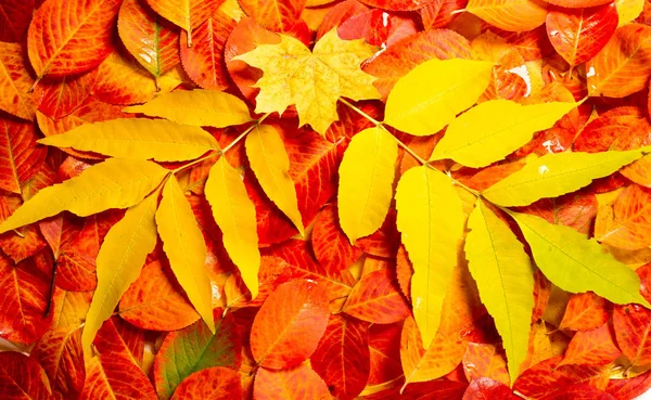 texture, background, pattern, autumn leaves, bright saturated co