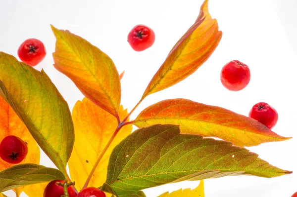 Red and yellow maple leaves on a white background. When the leav — Stock Photo, Image