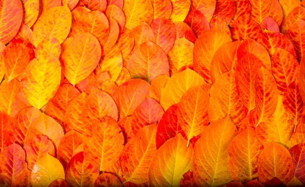 Texture, background, pattern, autumn leaves, bright saturated co — Stock Photo, Image