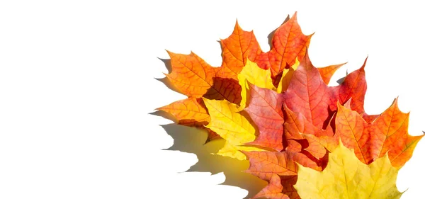 Rote und gelbe Ahornblätter auf weißem Hintergrund. wenn das Blatt — Stockfoto