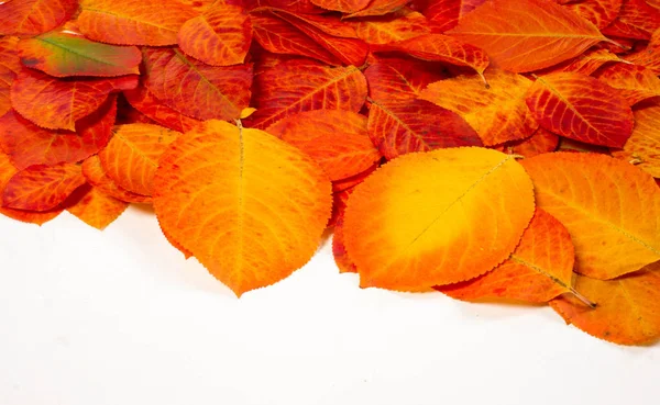 Textura, fundo, padrão, folhas de outono, co saturado brilhante — Fotografia de Stock