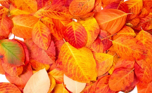 Texture, background, pattern, autumn leaves, bright saturated co — Stock Photo, Image