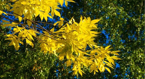 Herbstlandschaft der Fotografie, Ahornbaum oder Strauch mit gelappten — Stockfoto