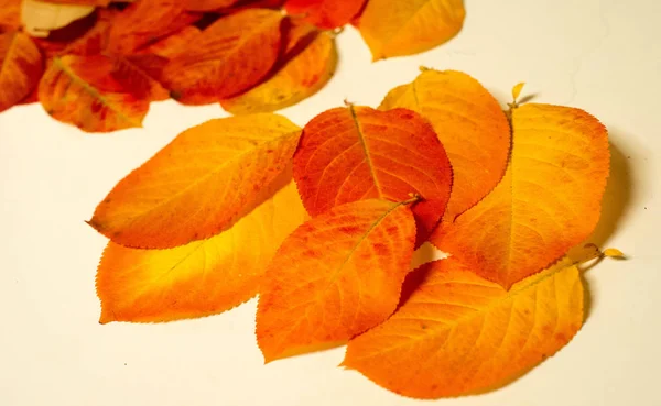 Texture, fond, motif, feuilles d'automne, brillant saturé co — Photo