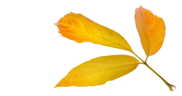 Hojas de arce rojo y amarillo sobre un fondo blanco. Cuando la hoja — Foto de Stock