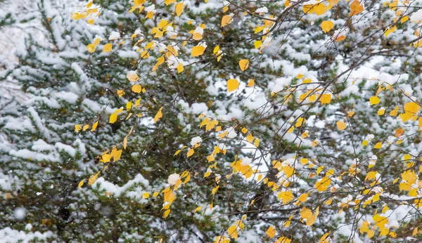 Nous avons eu notre première neige de la saison pendant la nuit, saupoudrant dans — Photo