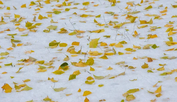 Tuvimos nuestra primera nieve de la temporada durante la noche, desempolvando —  Fotos de Stock