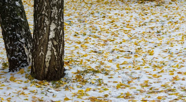 La première neige, la fin de l'automne, les feuilles d'automne sur la neige. chutes de neige — Photo