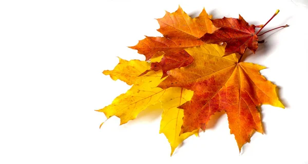 Pintura de otoño, hojas de arce de otoño, diferentes colores. Amarillo , —  Fotos de Stock