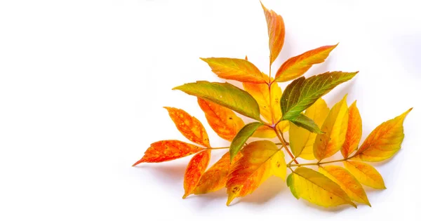 Red and yellow maple leaves on a white background. When the leav — Stock Photo, Image