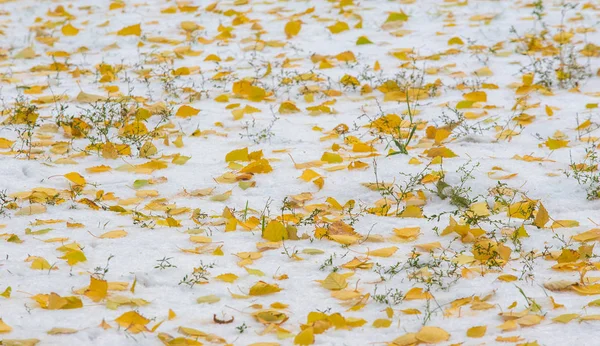 私たちは夜の間に季節の最初の雪を得た。 — ストック写真