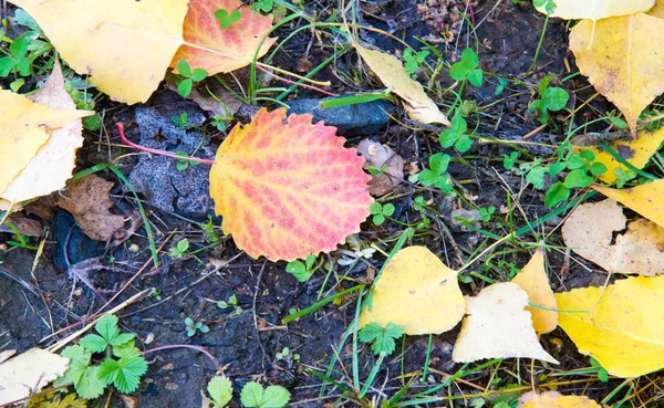 Texture, fond, motif, feuilles d'automne, brillant saturé co — Photo