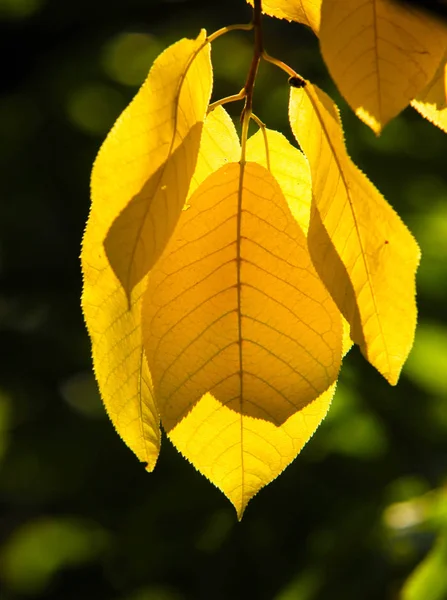 Texture, background, pattern, autumn leaves, bright saturated co — Stock Photo, Image