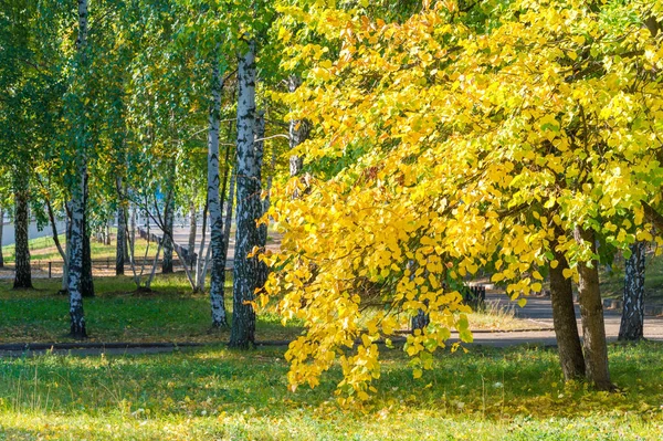 Autumn landscape, Autumn leaves with the blue sky background, Ye