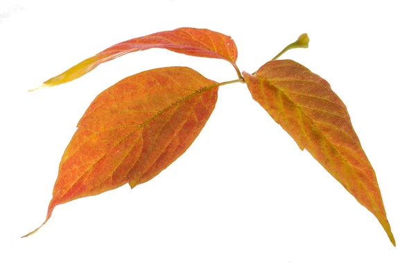 흰색 배경에 빨간색과 노란색 단풍 나무 잎. 때 레브 — 스톡 사진