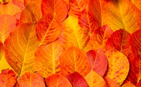Textur, Hintergrund, Muster, Herbstblätter, hell gesättigte co — Stockfoto