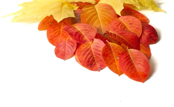 テクスチャ、背景、パターン、秋の葉、明るい飽和co — ストック写真