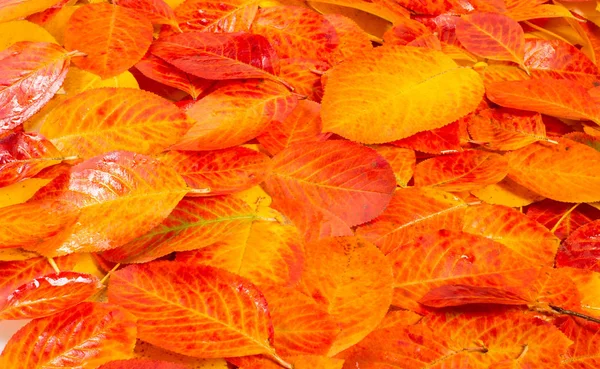 Textura, fundo, padrão, folhas de outono, co saturado brilhante — Fotografia de Stock