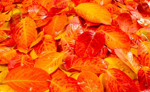 Textura, fondo, patrón, hojas de otoño, brillante saturado co —  Fotos de Stock