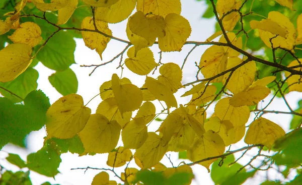 Textura, fondo, patrón, hojas de otoño, brillante saturado co —  Fotos de Stock