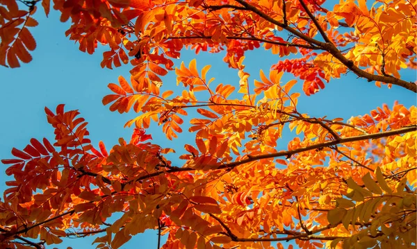 Automne photographie de paysage, frêne de montagne en pleine beauté, illum — Photo