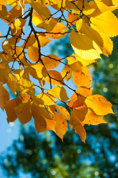 Autumn landscape, Autumn leaves with the blue sky background, Ye