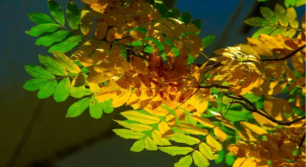 Autumn landscape photography, mountain ash in full beauty, illum