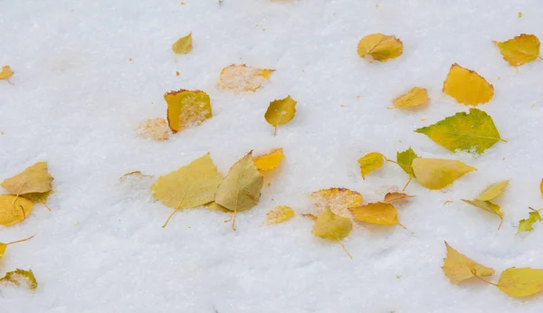 We kregen onze eerste sneeuw van het seizoen tijdens de nacht, afstoffen in — Stockfoto