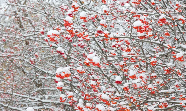 Herbstlandschaft der Fotografie, der erste Schnee fiel auf die Kleie — Stockfoto