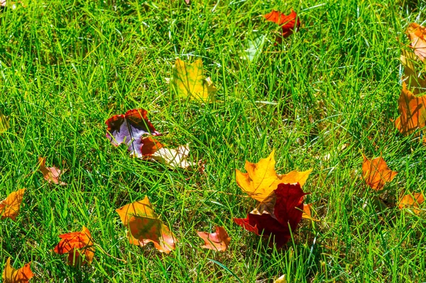 Podzimní fotografie, červenožluté listy na trávníku. Tahle krása. — Stock fotografie