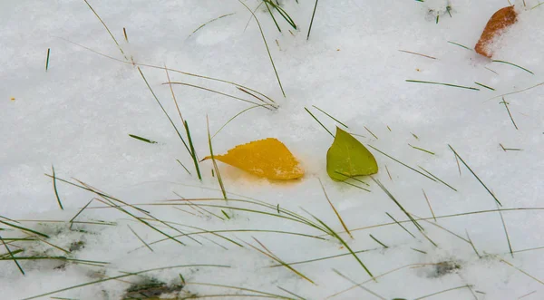 La prima neve, fine autunno, foglie autunnali sulla neve. nevicate — Foto Stock