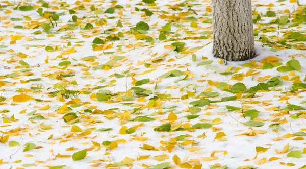 La prima neve, fine autunno, foglie autunnali sulla neve. nevicate — Foto Stock