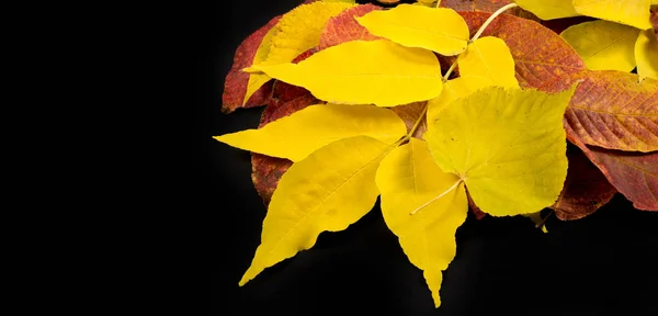 秋天的摄影，枫叶在黑色的背景上， — 图库照片