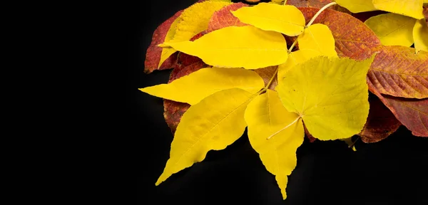 Autumn photography, maple leaves on a black background, place fo — Stock Photo, Image